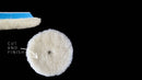 RUPES CUT & FINISH WOOL POLISHING PADS FOR ROTARY 180 mm